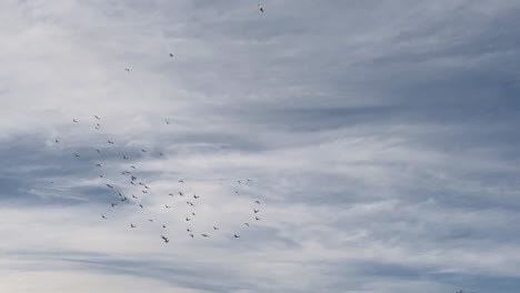 Bunch-of-Migrating-Birds-Pigeons-Fly-Around-Over-an-Old-House-in-Blue-Sky-with-White-Clouds-in-a-Desert-in-Iran-Shot-on-Roof-in-Day-Time-Afternoon-Near-Sunset---Mudbrick-Brown-Adobe-House-Wall-Visible