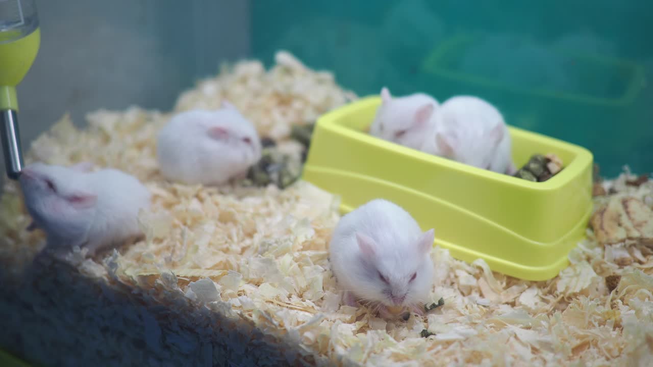 White Hamsters in a Cage