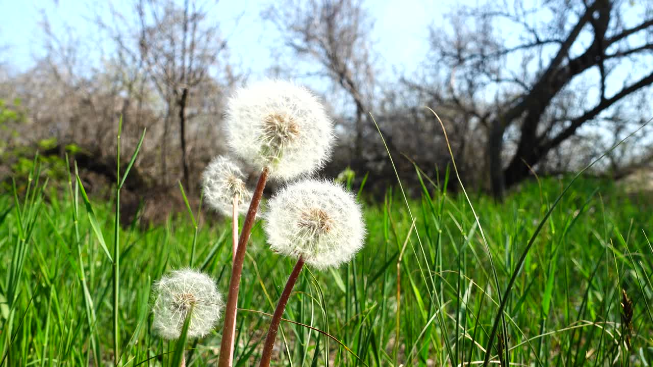 Shooting of dandelions in the spring