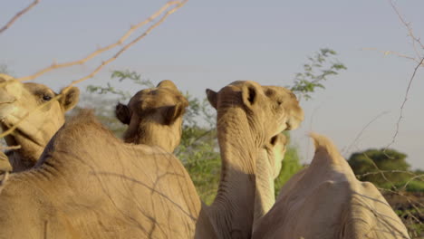 camels in the desert in kenya, africa