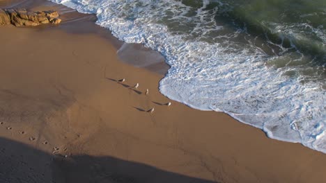 Luftaufnahme-Einer-Gruppe-Von-Fünf-Weißen-Kormoranen-Am-Strandsand,-Die-Das-Meer-Beobachten,-Während-Raue-Wellen-Ankommen