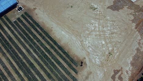 drone view of people walking in nursery