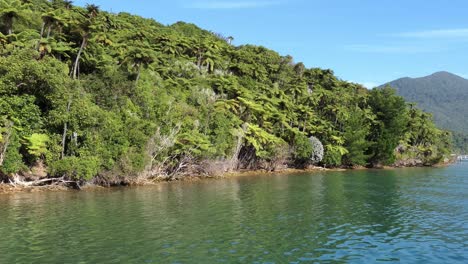 beautiful shades of green tree ferns close to turquoise-colored water's edge at camp bay