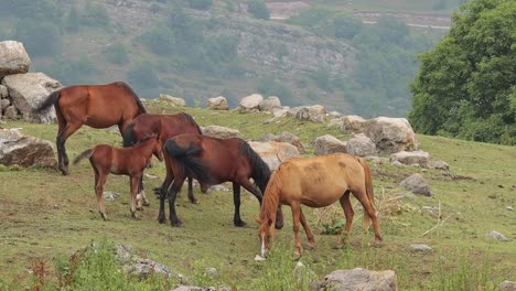 horse herd grazing on mountain pasture on farmland in yenokavan village, armenia