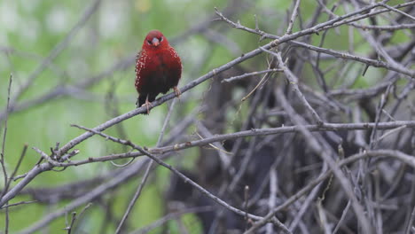 Cute-Male-Strawberry-Finch-sits-on-a-stick-and-preens-during-a-wet-monsoon-morning