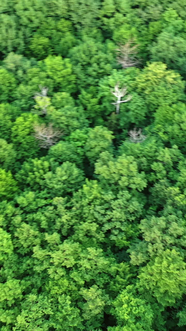 Beautiful drone video over a tropical rainforest. Green natural landscape of the woodland outdoors. Camera moves in a circle. Vertical video