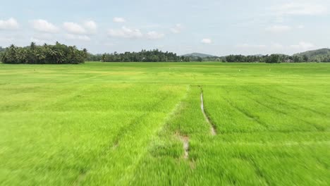 beauty-of-rural-Sri-Lanka,-with-its-expansive-fields,-meandering-water-channels,-and-traditional-farming-practices