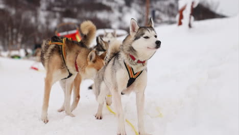 一支狗雪橇队正在准备在雪地环境中跑步