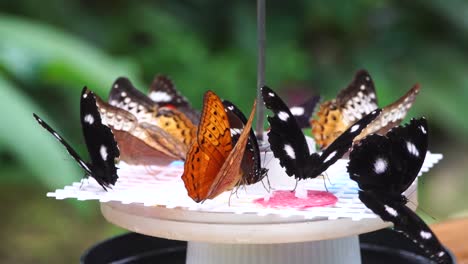 mariposas de colores en el santuario de mariposas de kuranda