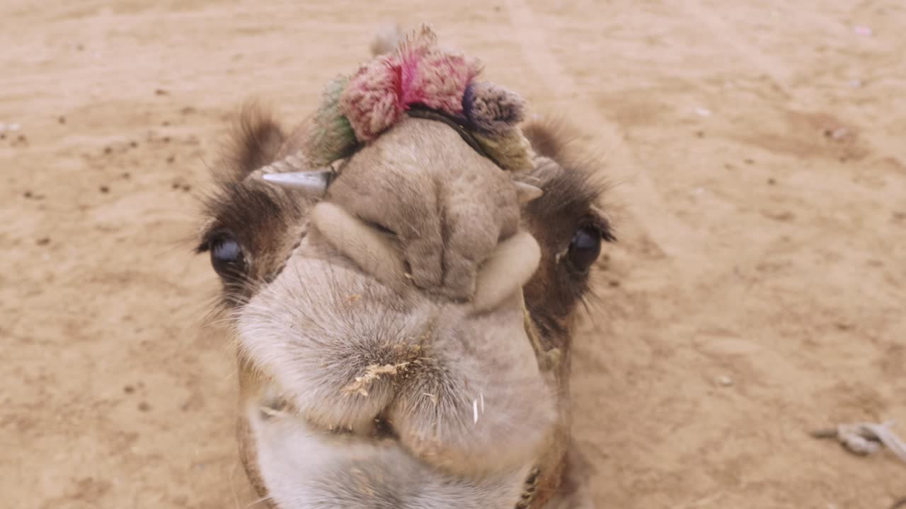 Camel looking at camera eating, funny lips and teeth moving, sand background.