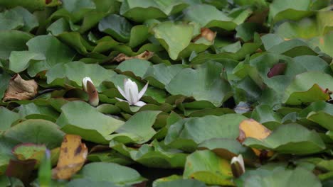 Weiße-Blume,-Die-Zwischen-Den-Blättern-Einer-Schwimmenden-Wasserpflanze-Blüht