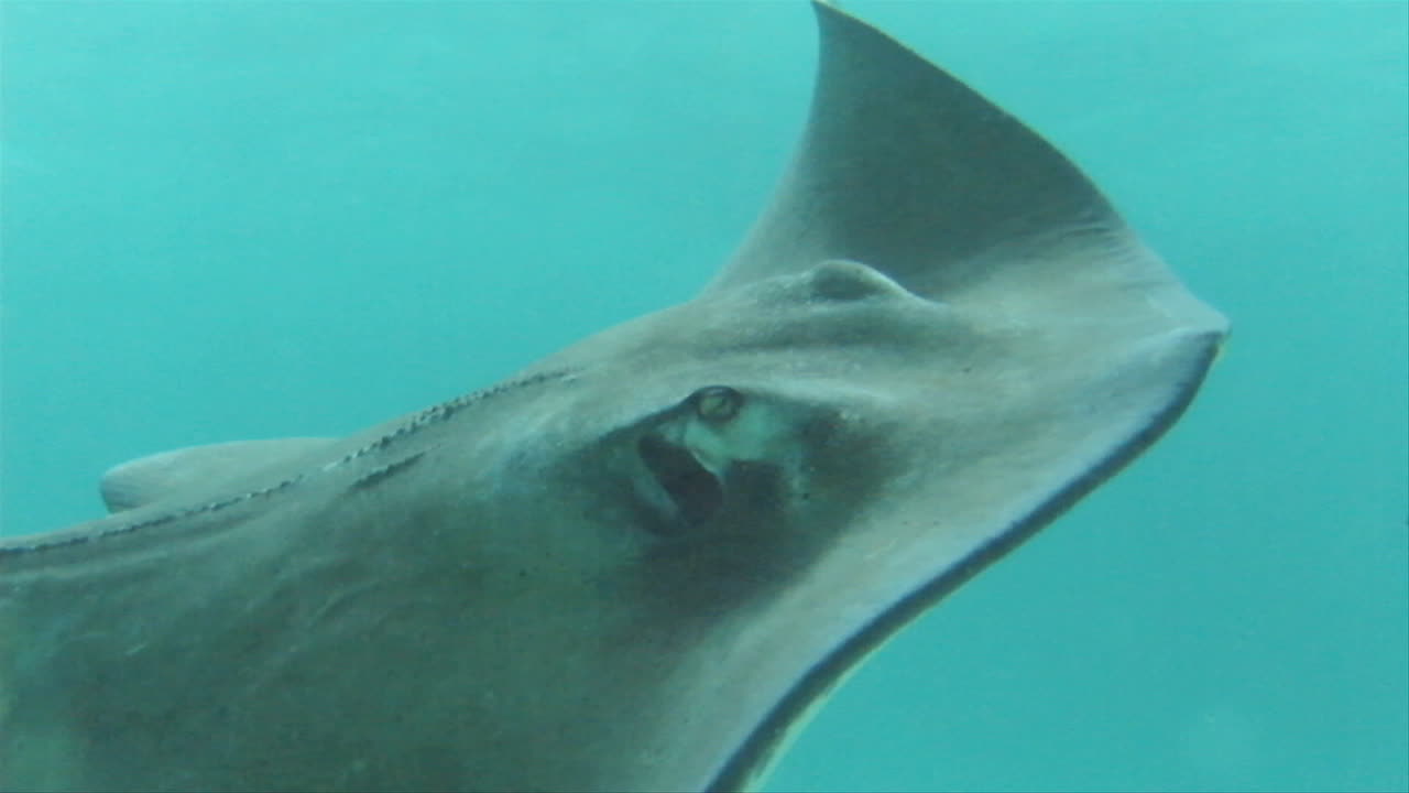쥐가오리가 바다에서 헤엄치고 있다