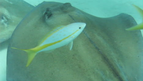 una mantarraya está nadando en el océano