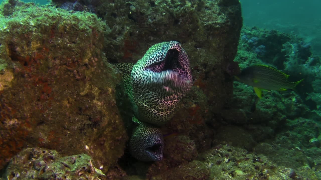 Two black-spotted moray eels on top of each other in a reef crevice