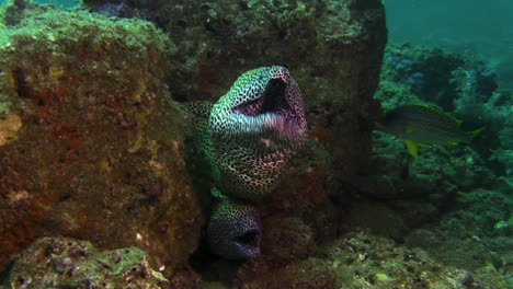 two black-spotted moray eels on top of each other in a reef crevice