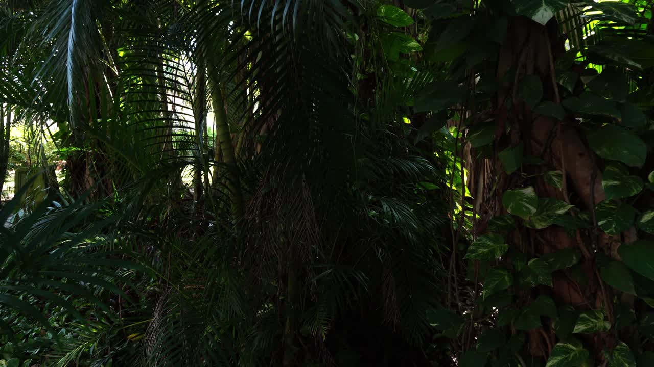Del fogliame in una vista molto ravvicinata che si muove delicatamente sotto la danza del vento. È una scena che merita una bella pausa con un respiro profondo.