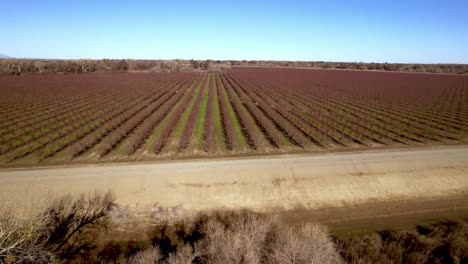 aerial-fast-push-over-almond-trees-near-modesto-california