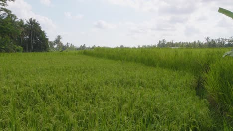 A-serene-view-of-lush-green-rice-fields-in,-Bali,-Indonesia