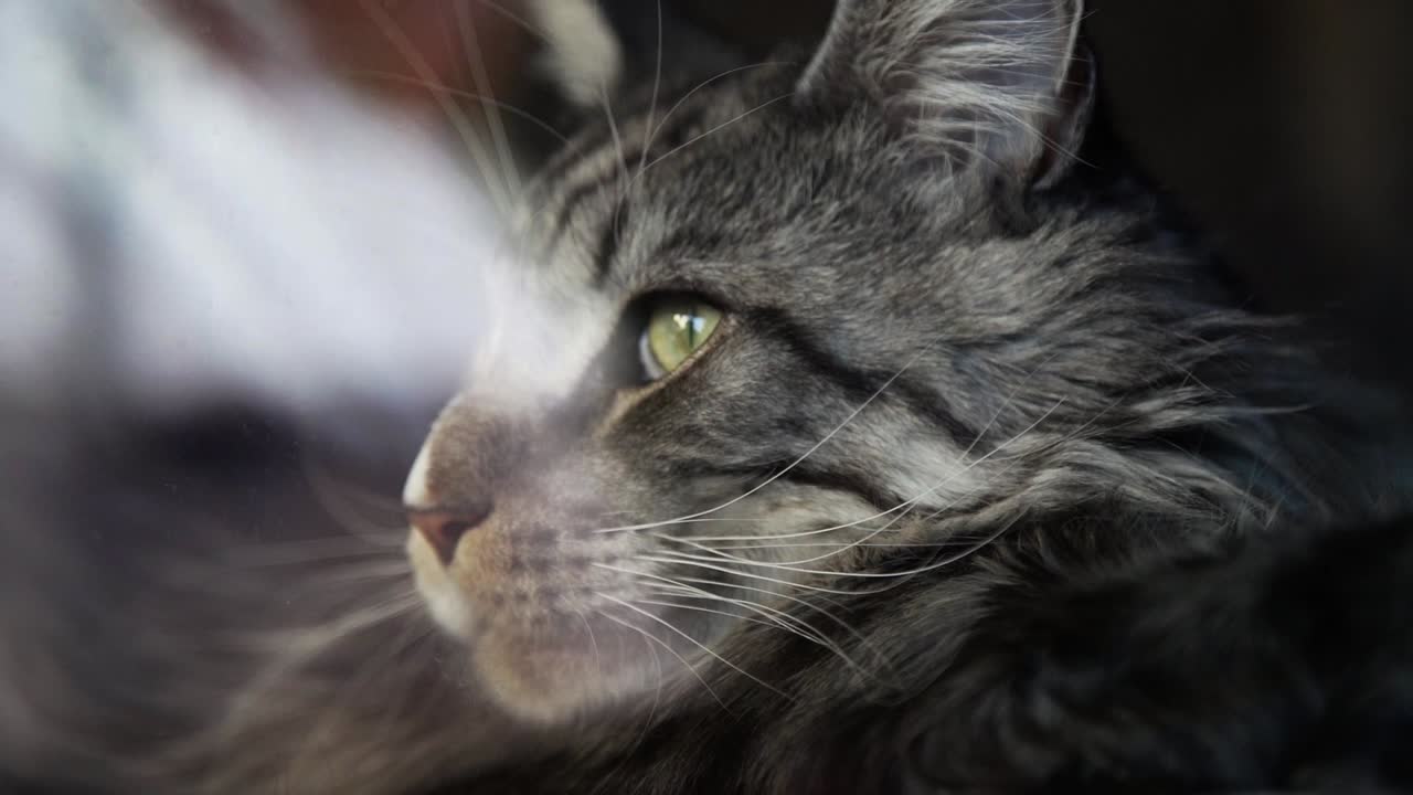 primer plano de gato mirando por la ventana