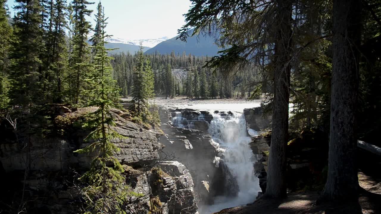 Athabasca Falls pushes strong glacial torrent through narrow rocky gorge as white water drops between cliffs surrounded by dense pine forest creating dramatic mountain scene in Jasper National Park