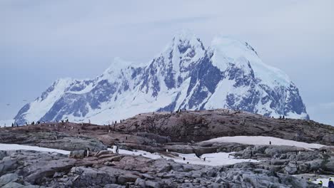 antártida montañas paisaje y pingüinos, colonia de pingüinos gentoo y hermoso dramático paisaje increíble en la península antártica en rocas rocosas con picos de montaña y cumbres