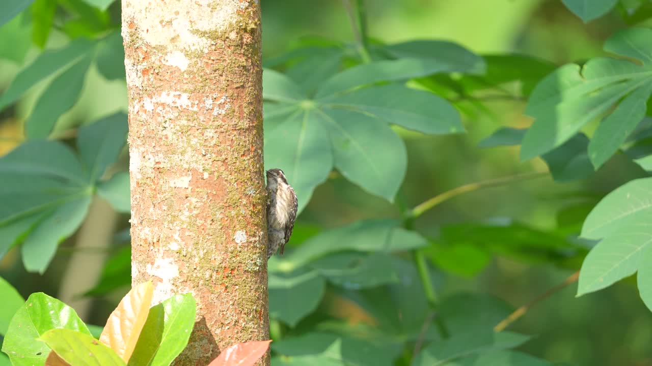 Bird on Tree Trunk with Green Foliage