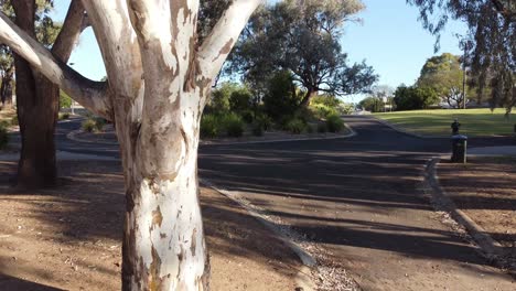 drone volando hacia un árbol en un parque y luego de repente se detiene