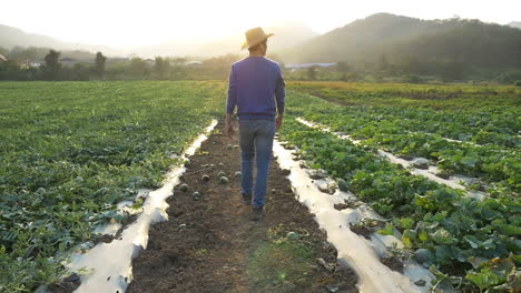 farmer walking in melon field with sunset