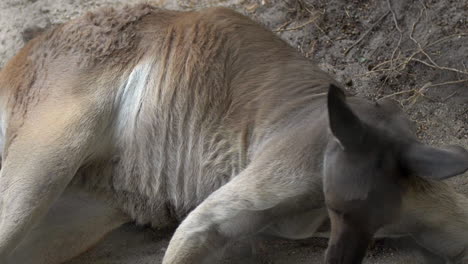 canguro acostado en la arena
