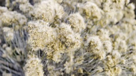 cinematic rotation on a rubber rabbitbrush plant with golden morning light hitting and a blurred background