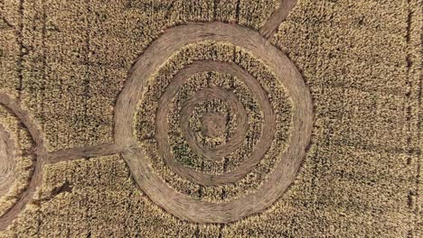 misteriosos signos geométricos místicos en el medio de un campo de trigo. ufo dejó huellas en el campo. imágenes aéreas en 4k