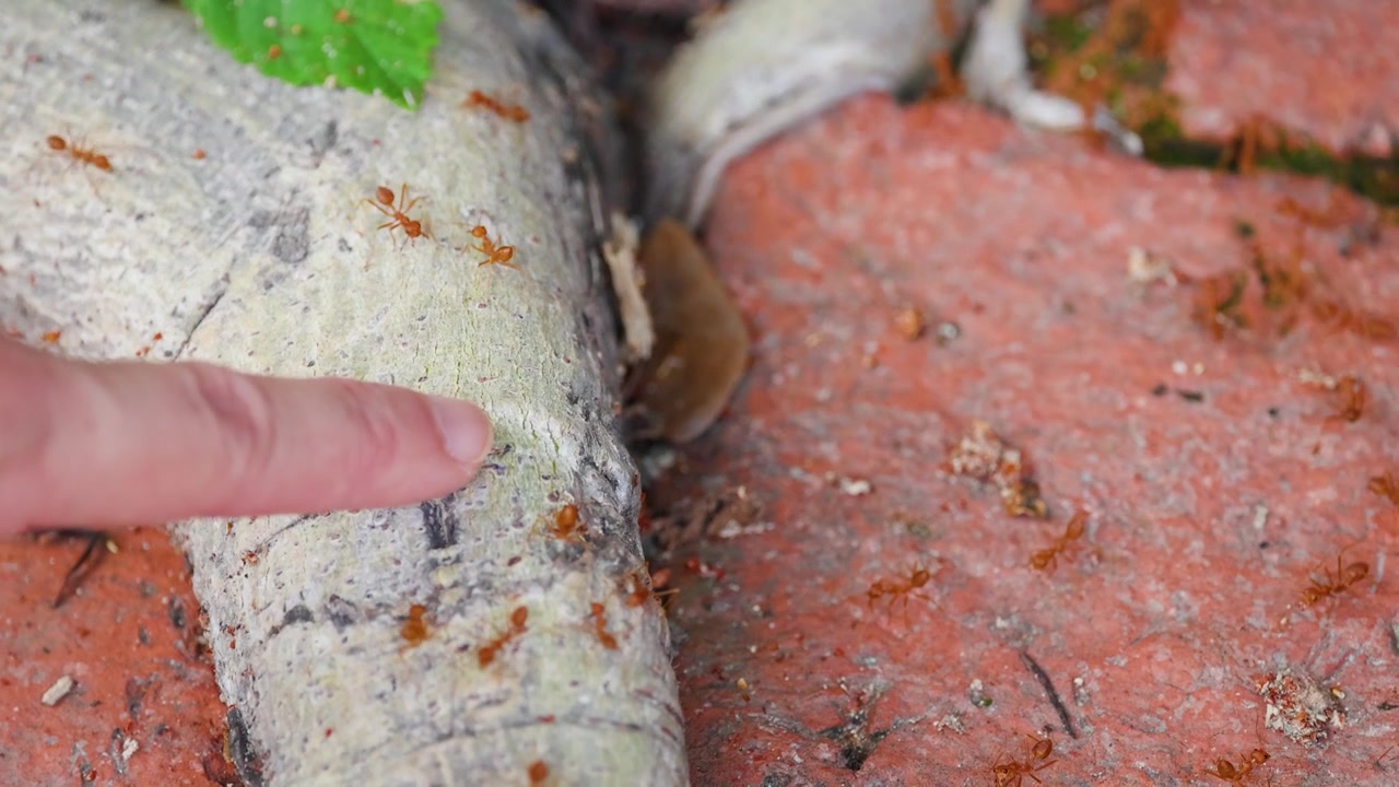 Primo piano di formiche rosse che si muovono su una radice d'albero mentre un dito indica nelle vicinanze.