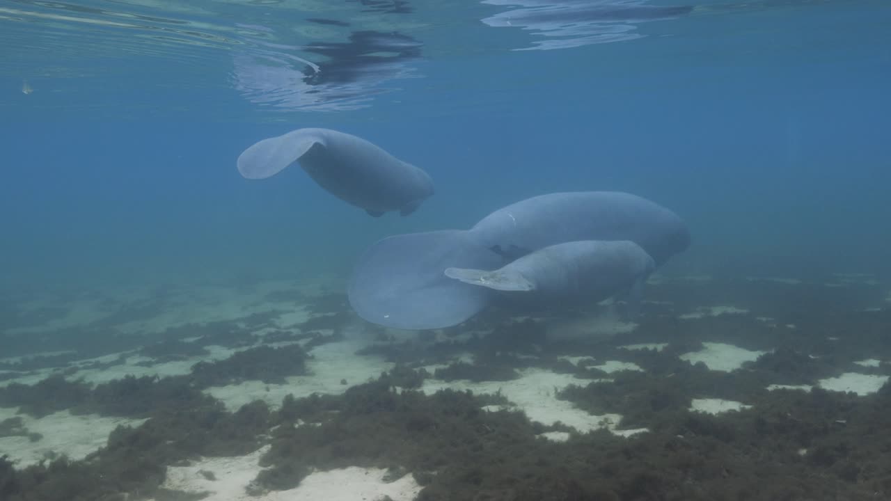 Manatees peacefully swimming over seagrass in clear blue spring waters of Florida