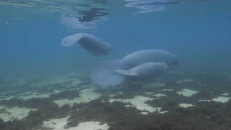 manatees peacefully swimming over seagrass in clear blue spring waters of florida