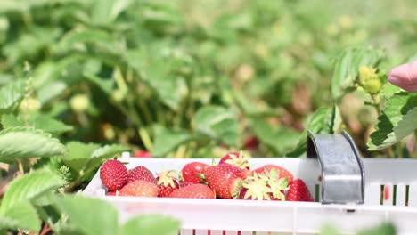 Agricultor-Mano-Blanca-Recogiendo-Fresas-Rojas-Frescas-Y-Llenando-Una-Caja-De-Plástico-Blanca