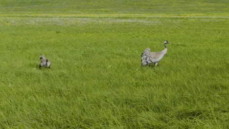 Eurasian-Crane-Forage-Food-In-The-Grassland-On-A-Windy-Day