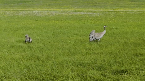 eurasian crane forage food in the grassland on a windy day