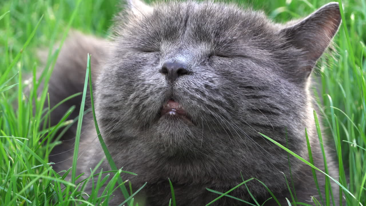 British Shorthair cat with orange eyes resting on the grass in a garden