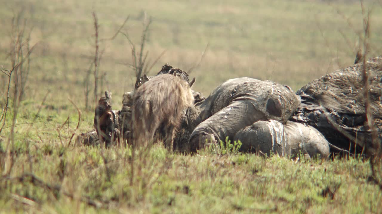 En hyæne kigger op fra et elefantskrog og slikker sig om munden, før den fortsætter med at æde af den døde elefant.
