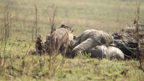 a hyena looks up from an elephant carcass and licks his lips before continuing to eat off the dead elephant