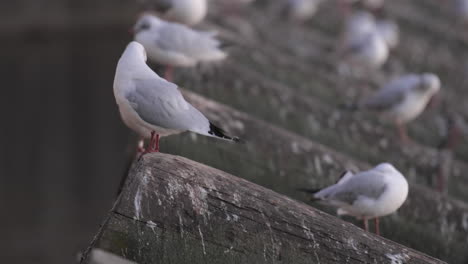 gulls preening feathers perched on ice guard in vltava river, prague, czechia