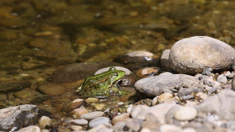 Close-up-shot-of-wild-green-colored-frog-resting-in-rocky-shoreline-of-pond-in-sunlight