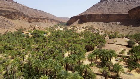 palm tree forest in terjit sahara desert oasis in mauritania, africa - aerial flight