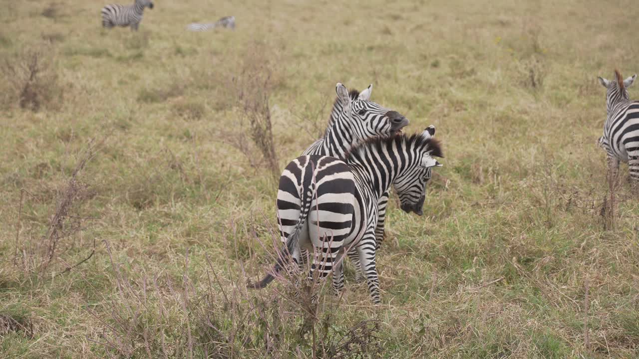 Due zebre che giocano e lottano. Tanzania. Africa 4K.