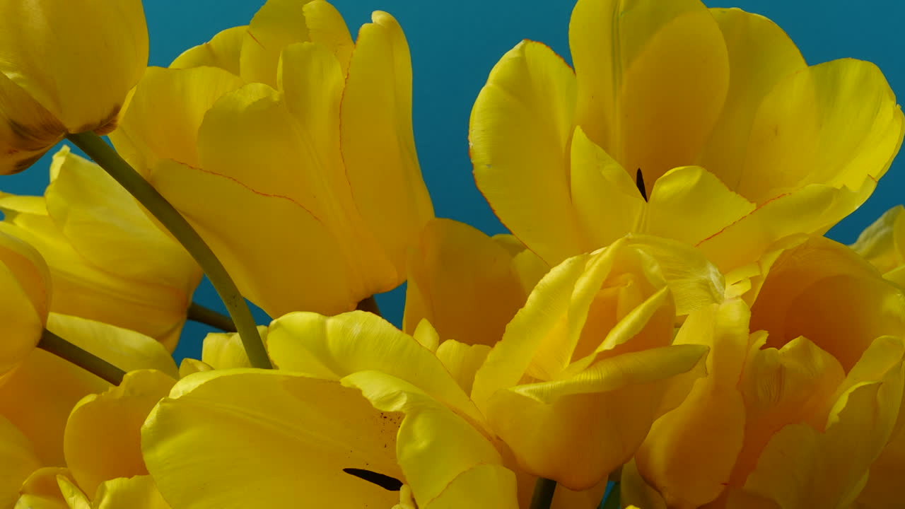 Optagelse af tulipaner, åbnende knopper. Timelapse. Optagelse af blomster.