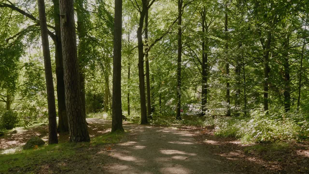 camino de grava en el bosque del parque de annelunds en verano, borås suecia, tiro ancho siguiendo hacia adelante