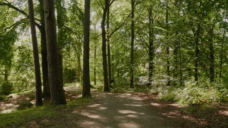 瑞典borås的annelunds公園森林中的<unk>石路徑,向前追蹤的廣場拍攝