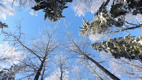 くるくると冬の雪に覆われた森を見上げながら