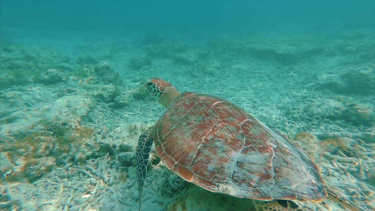 Turtle swimming in slow motion
