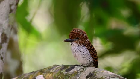 A-tree-kingfisher-and-one-of-the-most-beautiful-birds-found-in-Thailand-within-tropical-rain-forests